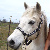 :iconkluvshorses: