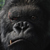 :iconkman108: