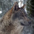 :iconkmose962: