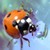 :iconkmotricka: