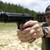 :iconknesekguns: