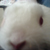 :iconknight-fool: