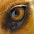 :iconknightrider293:
