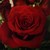 :iconknightswood: