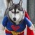 :iconknightwolf215: