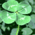 :iconknitwittierney: