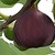 :iconknotteray: