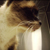 :iconknotwhitebox: