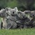 koalalalala :iconkoalalalala: