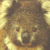 :iconkoalions: