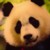 :iconkoans: