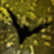 :iconkoboldcatcher: