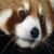 :iconKodaSilverwing: