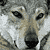 :iconkodiakthewolf: