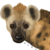 :iconkodinak: