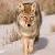 :iconkojote64:
