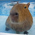 :iconkokadrille: