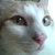 :iconkoksiker: