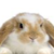 :iconkolorofffa: