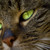 :iconkomaokc: