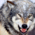 :iconkonanwolf: