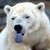 :iconkonapolarbear: