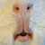 :iconkooff: