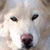 :iconkoolart6:
