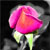 :iconkoolcat-23: