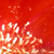 koolsharkz :iconkoolsharkz: