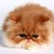 :iconkooridunn: