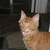 :iconkorn-dig-dog: