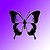 :iconkoroji-chou1: