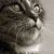 :iconkoshka89: