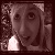 :iconkostaskills: