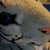:iconkotemani: