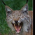 :iconkotemeow: