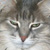 :iconkotyar: