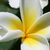 :iconkovendesigns: