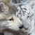 :iconkoyapup: