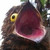 :iconkoyukuk: