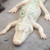 :iconkpopp2: