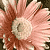 :iconkraisee: