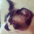 KrazehKittehKat :iconkrazehkittehkat: