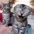 :iconkrazy7kat: