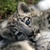 :iconkrazycatlady11: