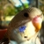 :iconkrazzeh-budgies: