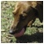 :iconKrevee: