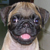 :iconkrika7:
