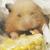 :iconkristof-hekan: